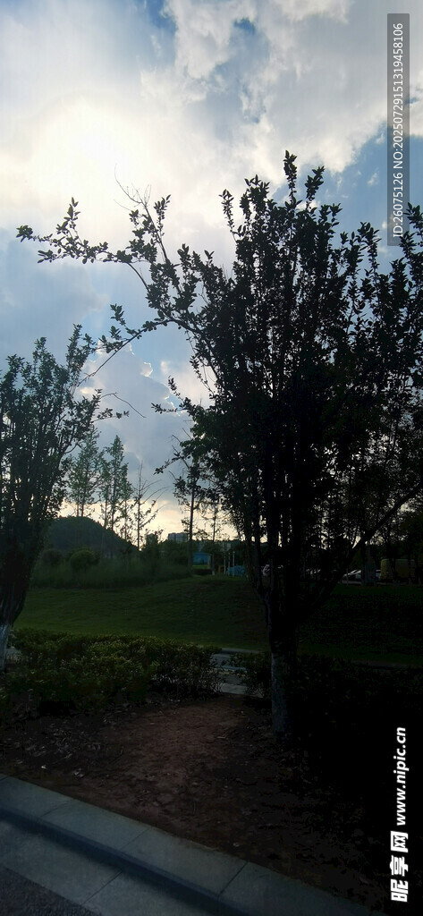黄昏下的树木风景