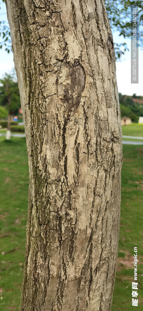 树干纹理特写