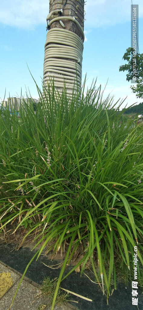 路边葱郁绿植景观