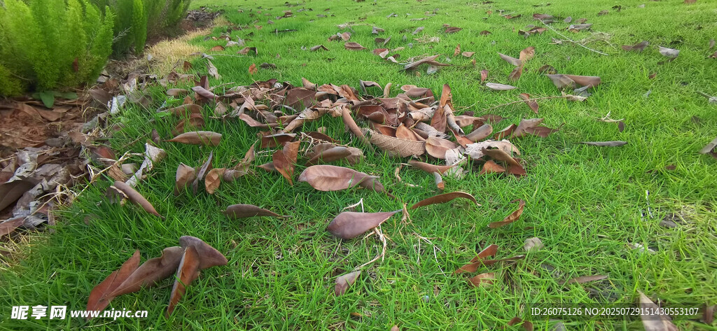 翠绿草地上的枯叶