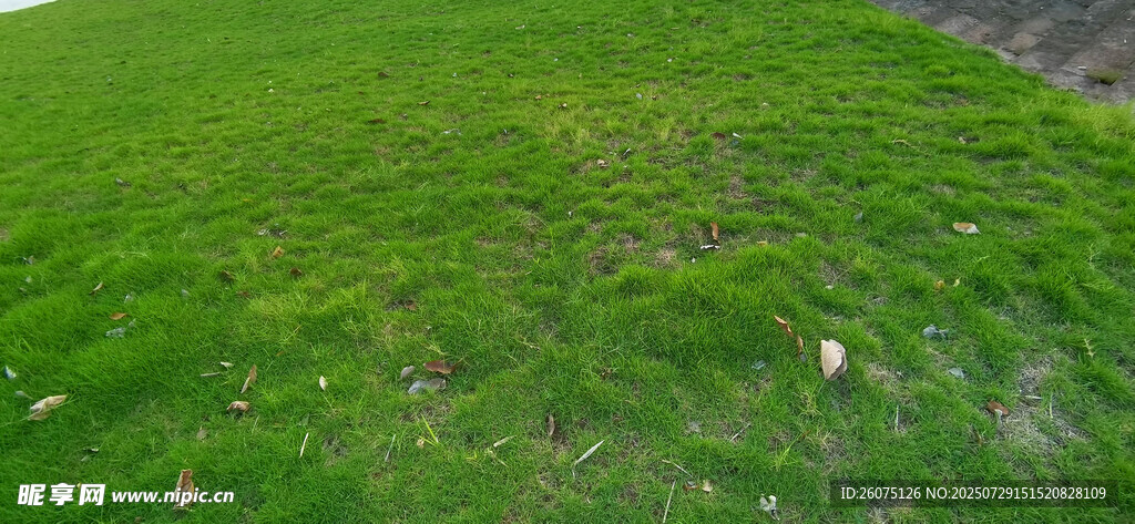 翠绿草地近景