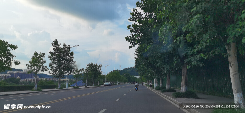 城市道路旁绿树成荫景象
