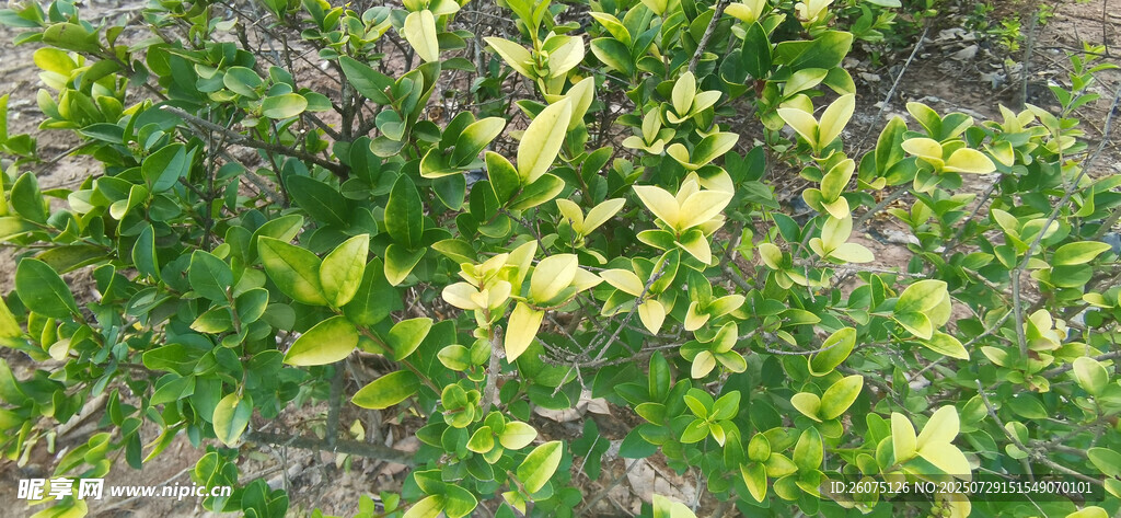 金叶绿叶植物景观