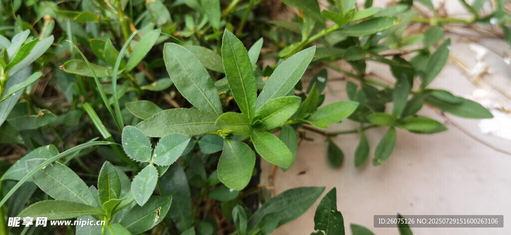 翠绿繁茂的野外植物