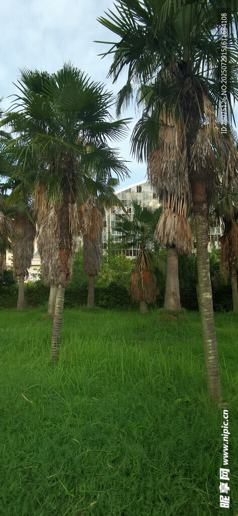 绿草地旁的棕榈树景观