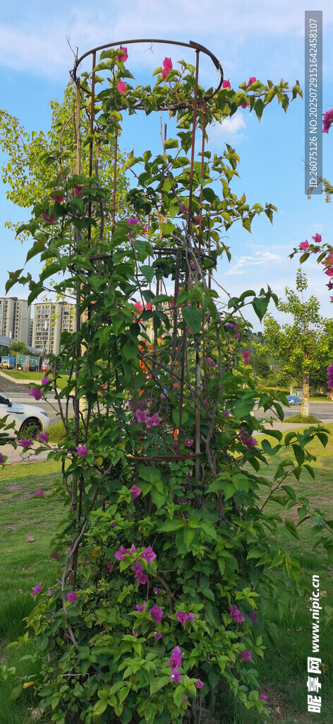 公园中的繁茂绿植景观