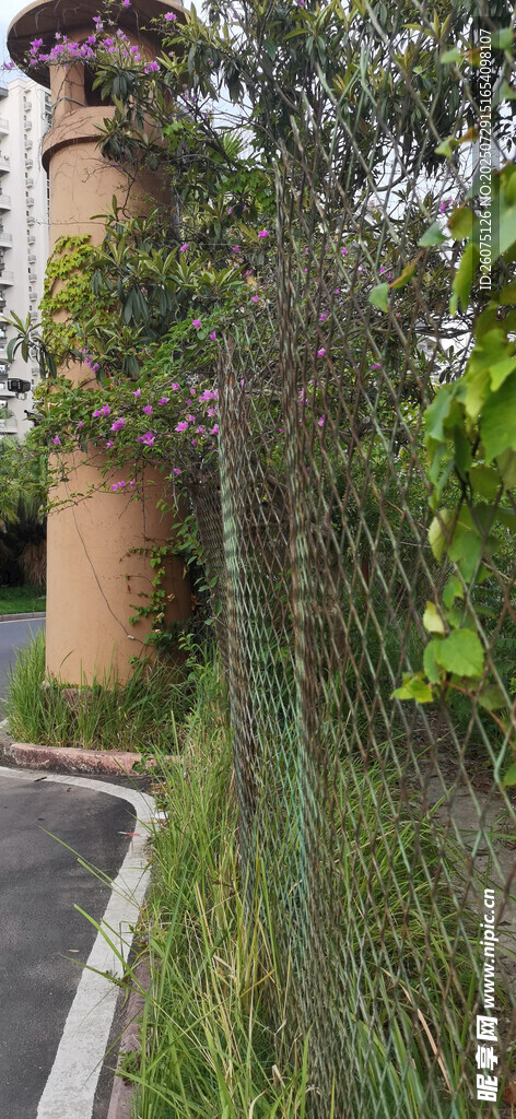 蜿蜒小径旁的葱郁绿植与铁网