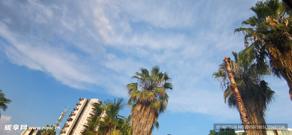 蓝天棕榈树旁的城市景象