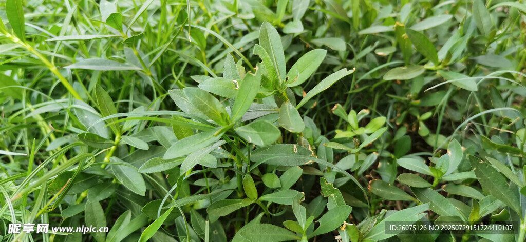 繁茂水豇豆绿植