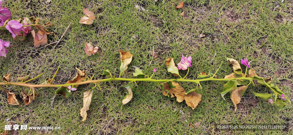 地面上枯黄的植物残枝