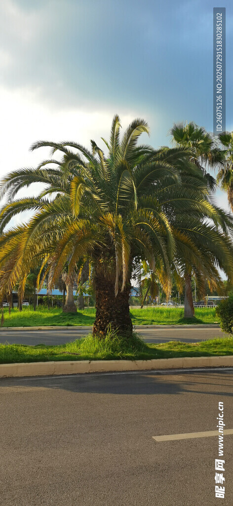 道路旁的葱郁棕榈树