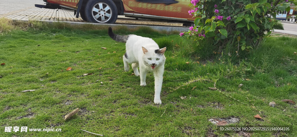 草地上的白色小猫