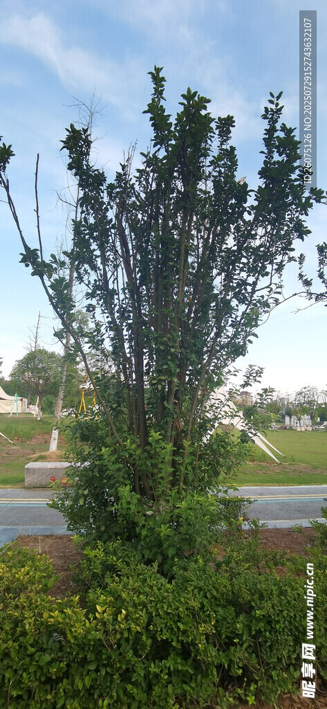 路边绿植景观树