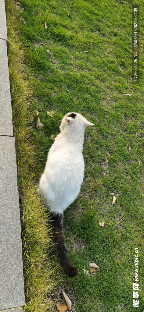 草地上的白色猫咪