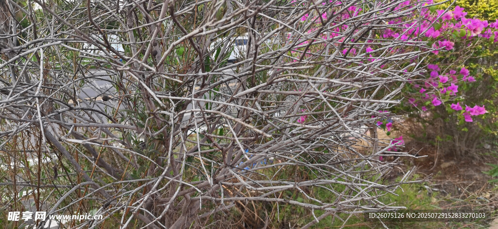繁花与枯木相映的景致