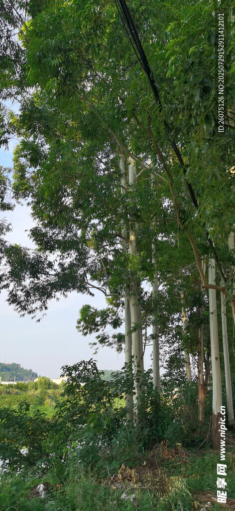 林间绿意盎然的挺拔树木