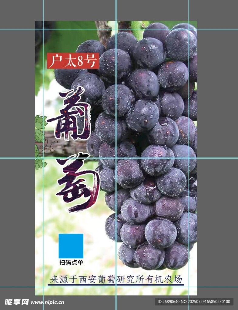 巨峰葡萄新鲜果实展示