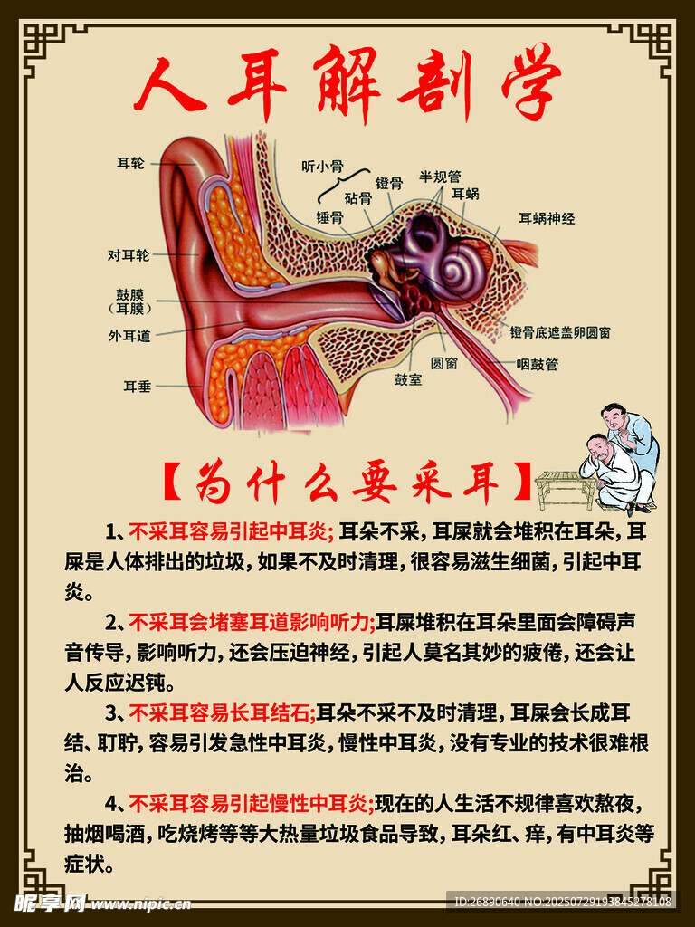 人耳解剖学图示讲解