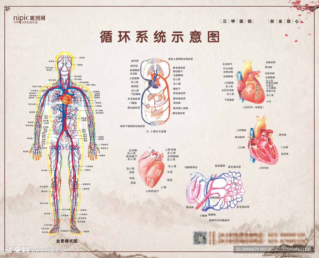 循环系统示意图详解