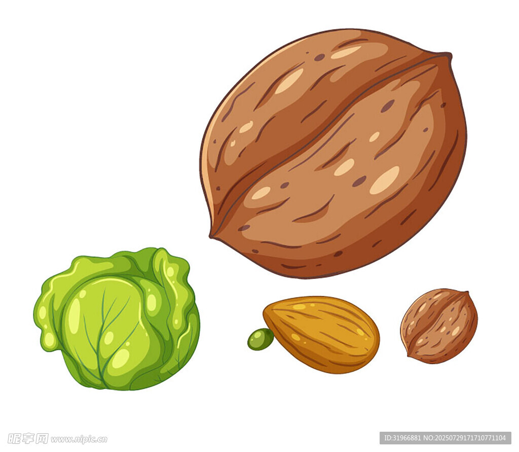 坚果与包菜插图