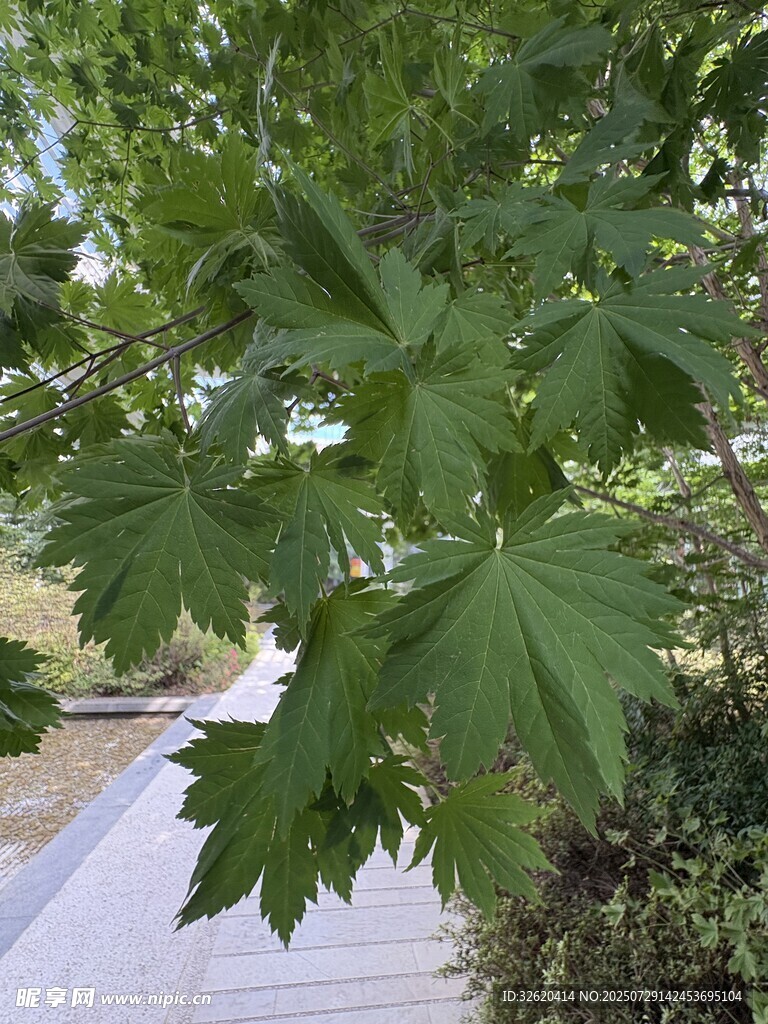 绿叶繁茂的路旁树木