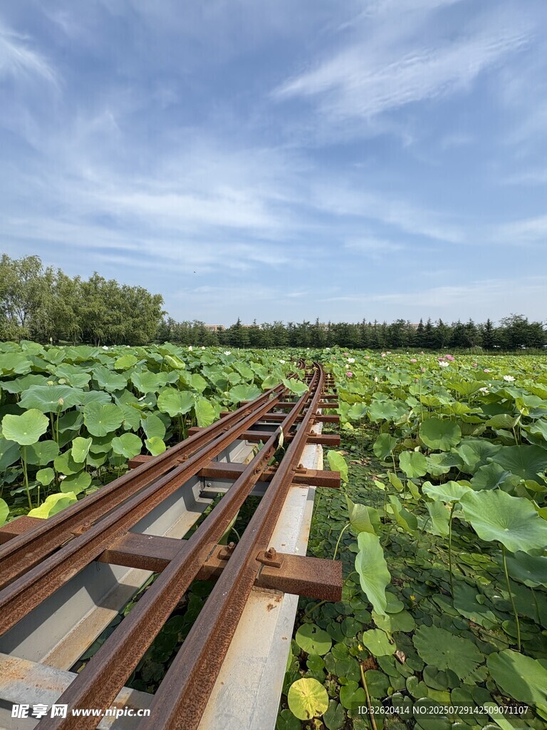 荷塘中的铁轨景观