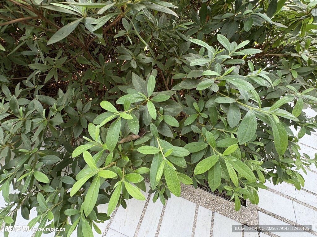 绿叶繁茂的植物
