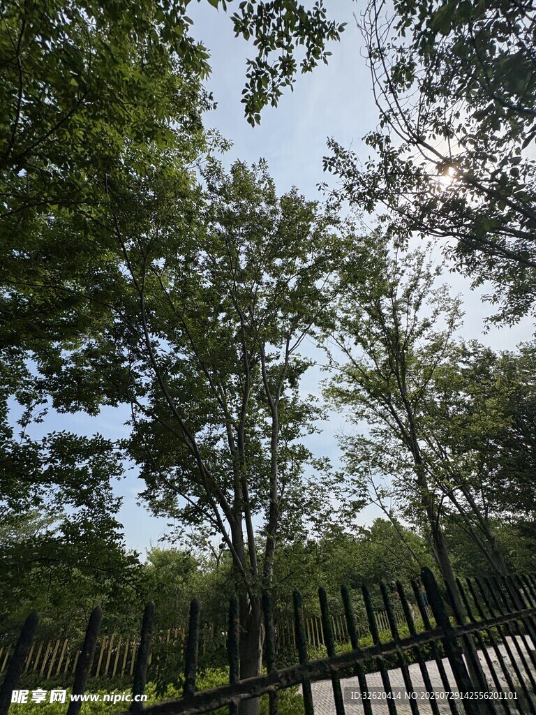 林间小道 绿树蓝天景致