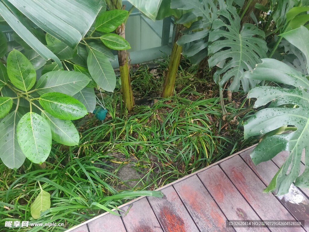 木质小径旁的绿植景观