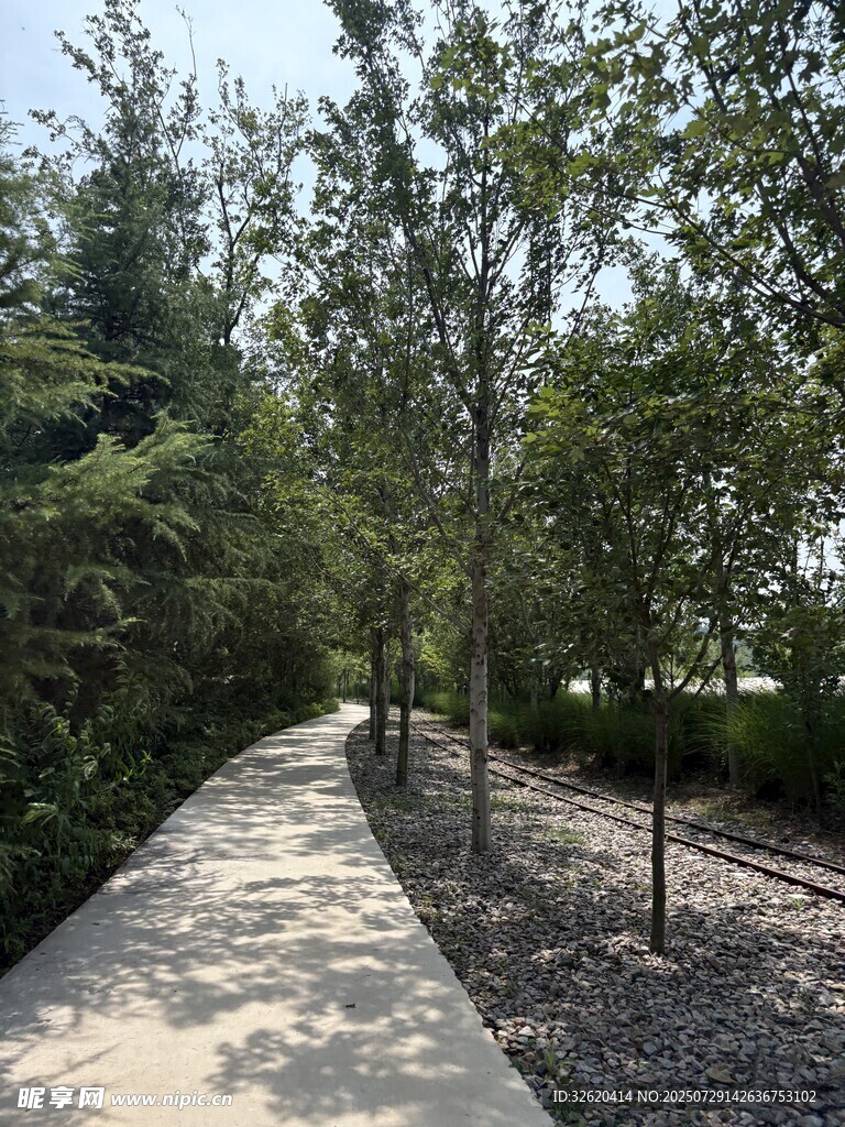 林间小径 绿意盎然的景致