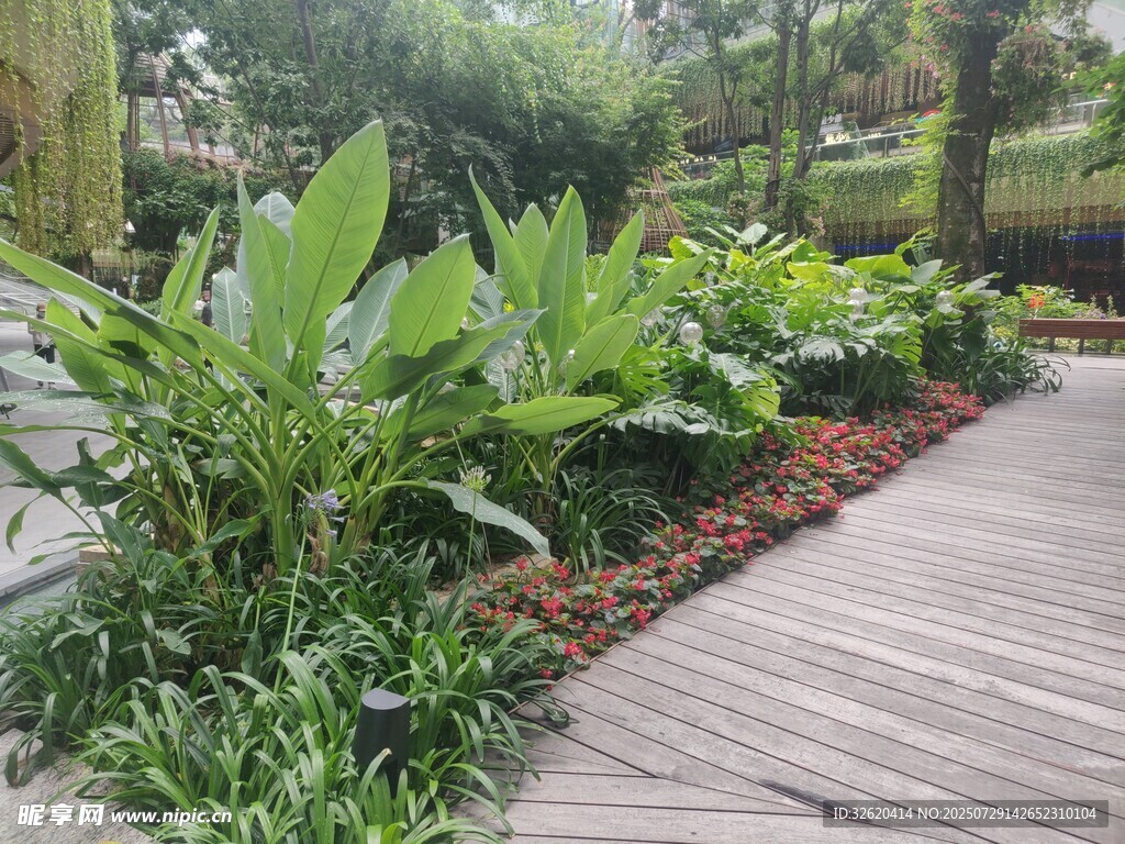 林间木栈道旁的绿植景观