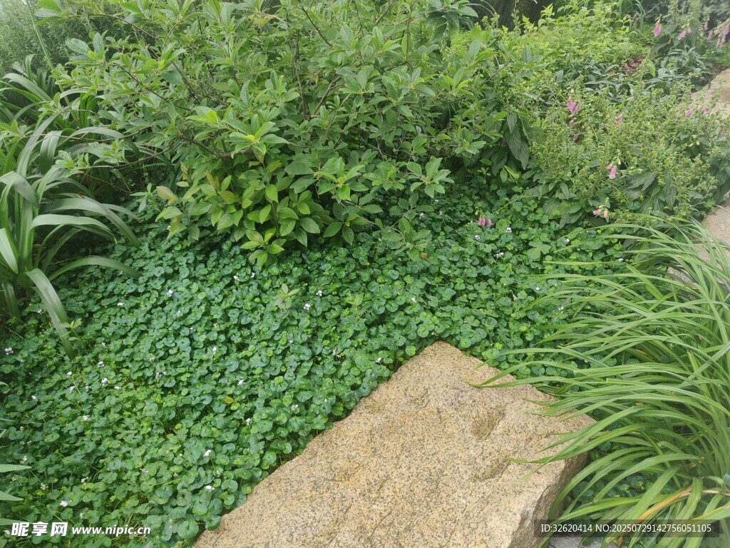 绿意盎然的小径植物景观