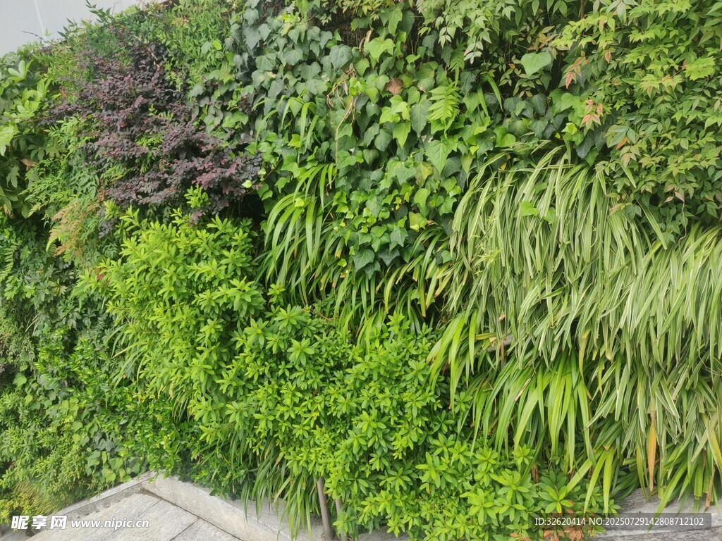 绿意盎然的垂直植物墙