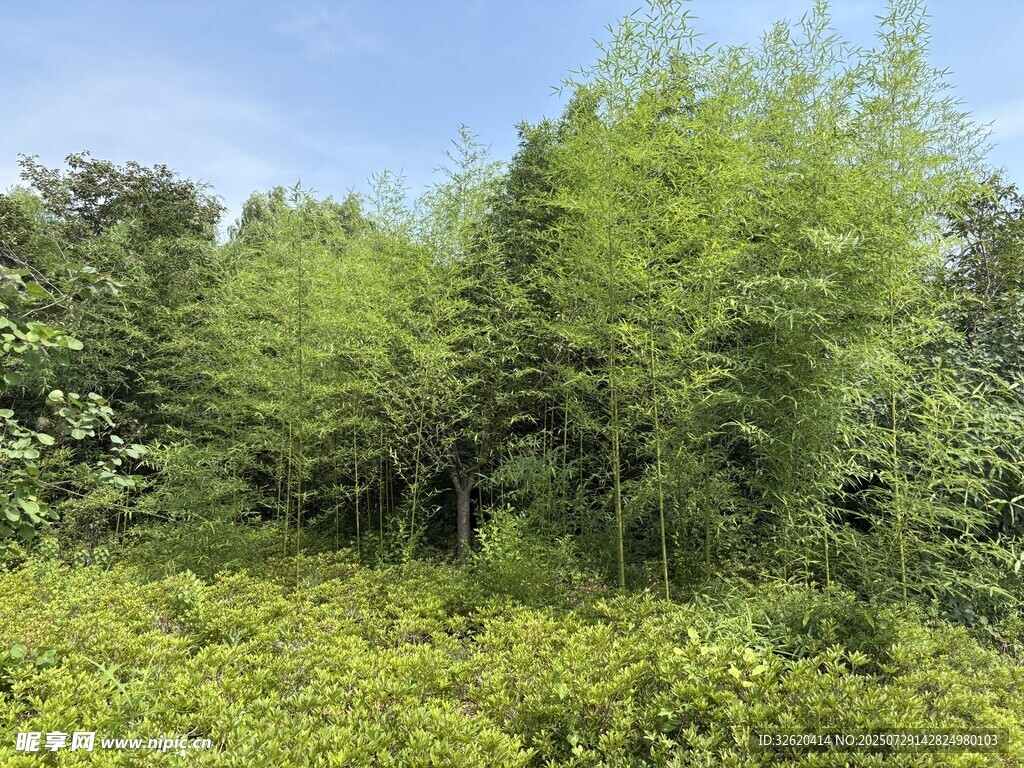 翠绿竹林与繁茂花草景观