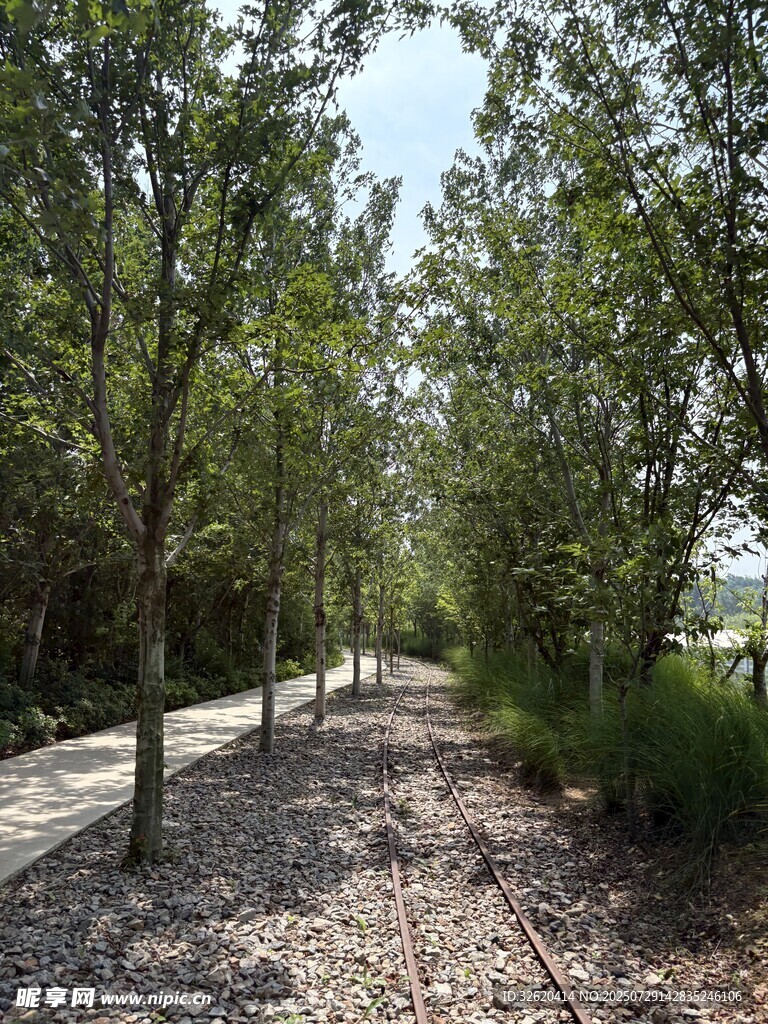 林间碎石小径 静谧树景