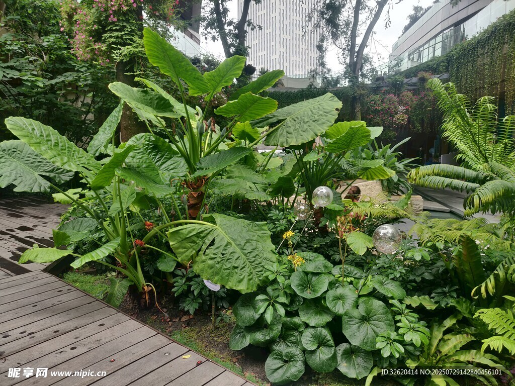 温室中的繁茂绿植景观