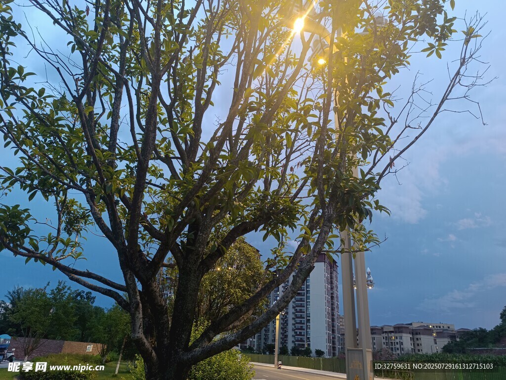 夕阳下的树木与远处建筑