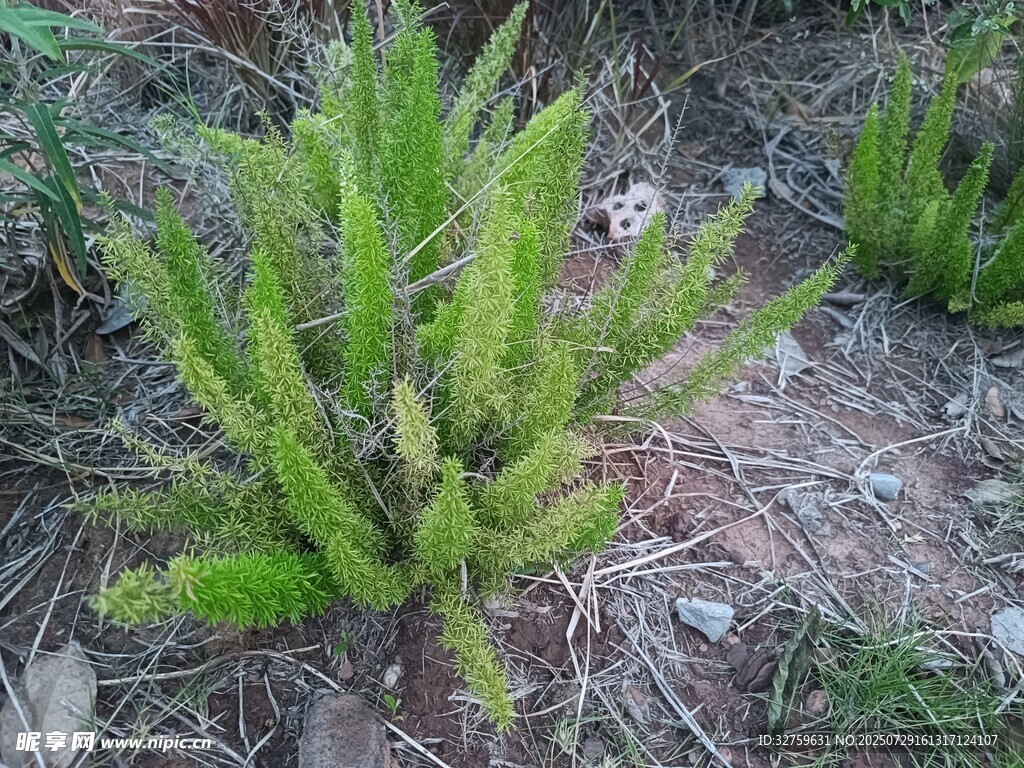 野外嫩绿丛生植物
