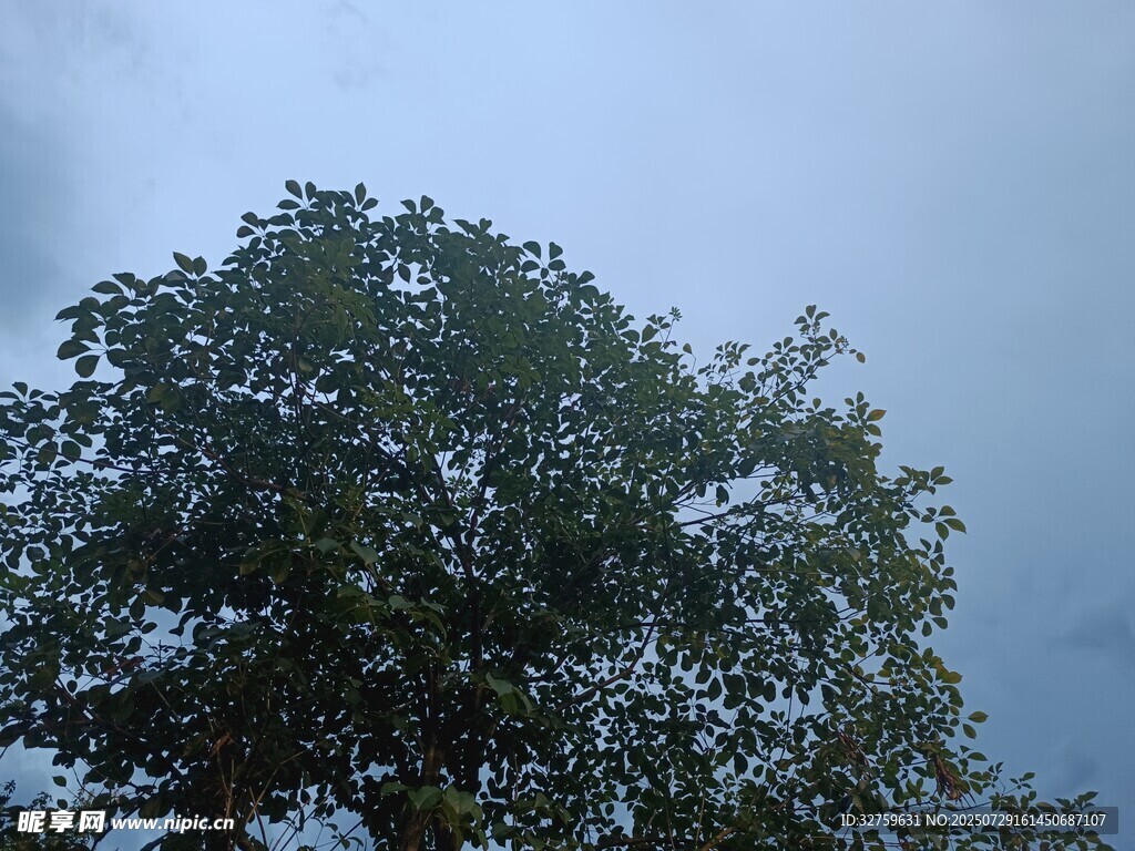 天空下的葱郁大树