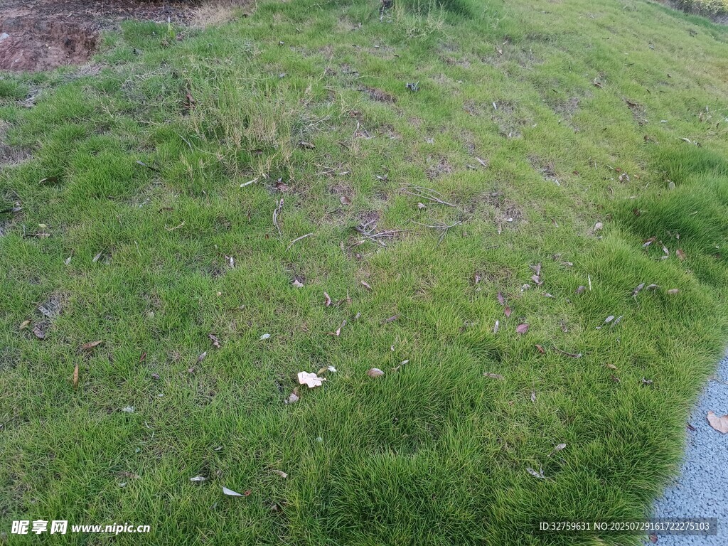 户外草地场景