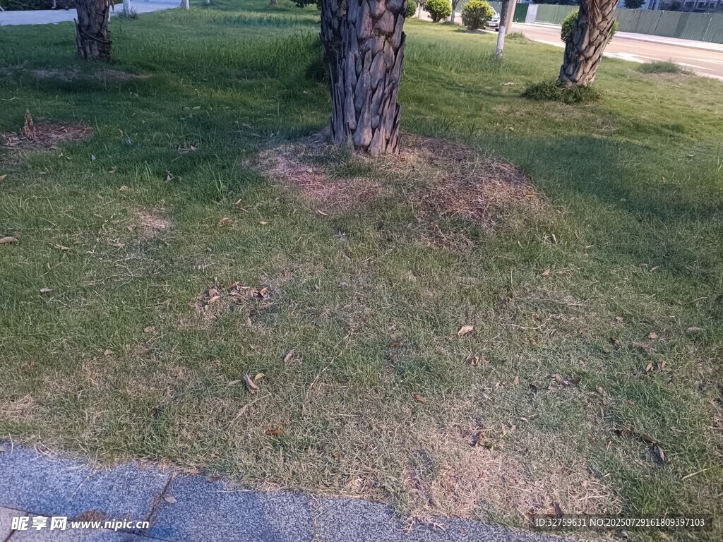 树下草地景观