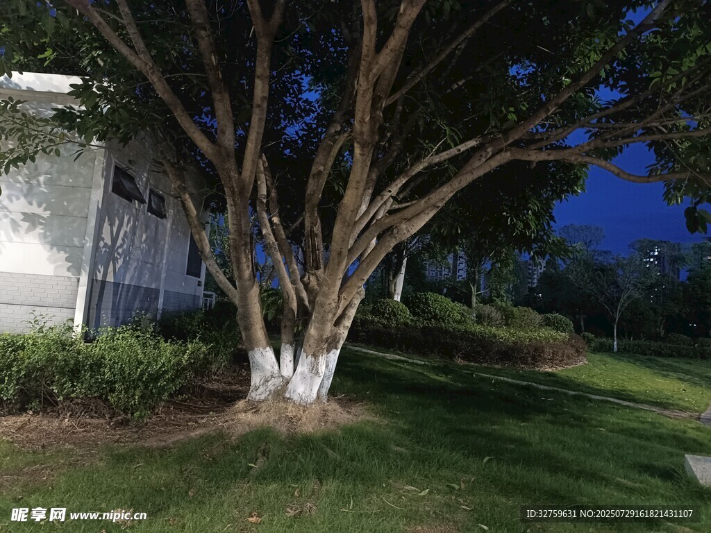 夜幕下的树木与周边景致