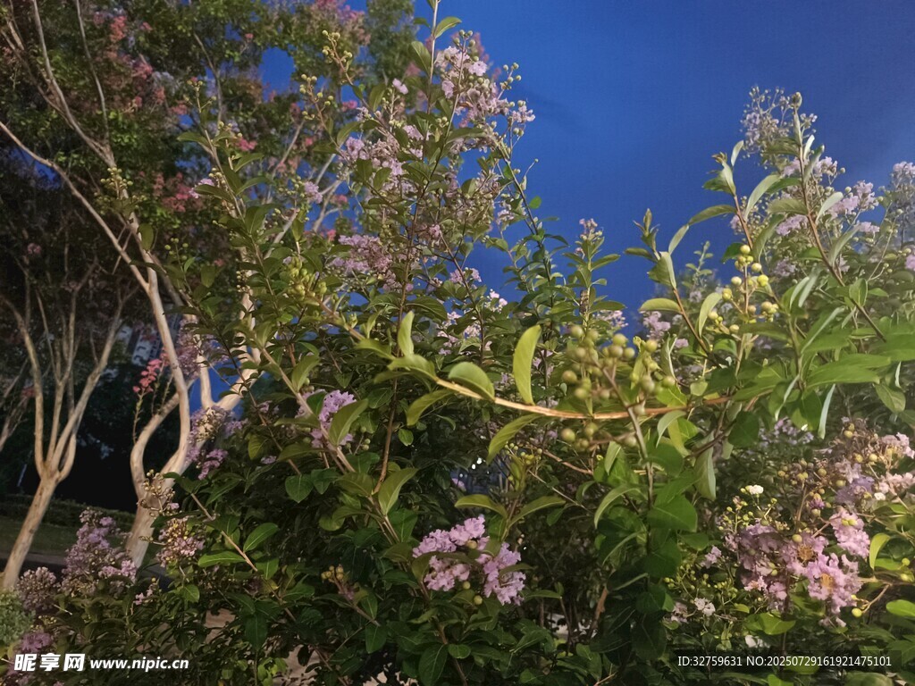 蓝天映衬下的繁茂花枝