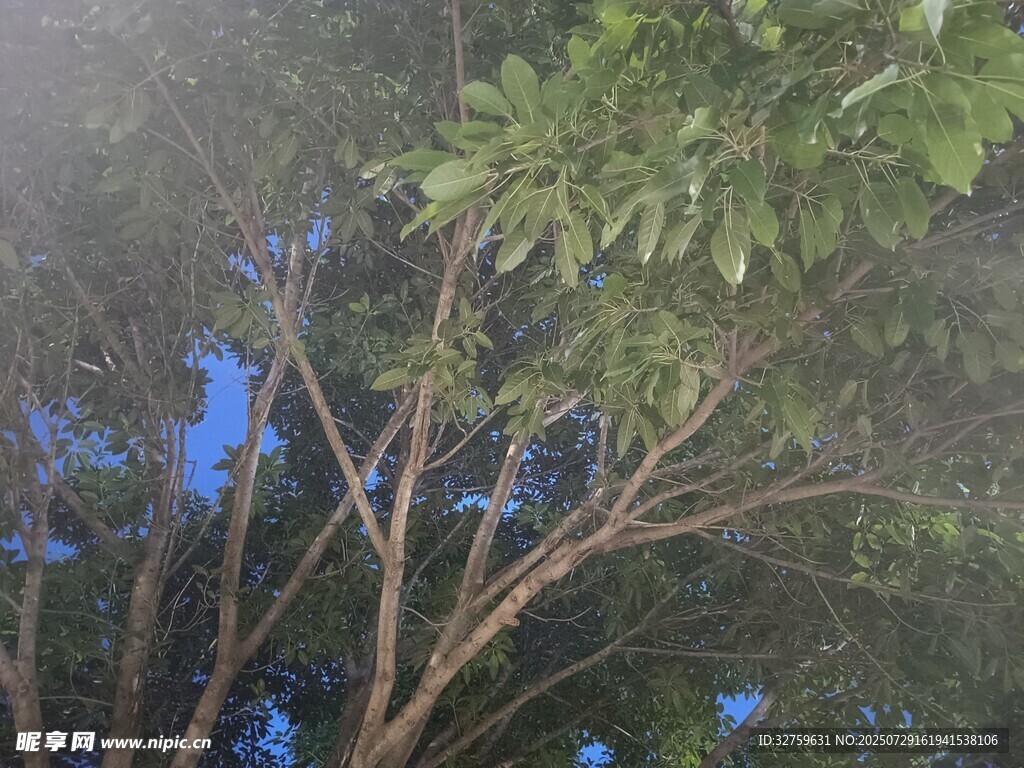 透过枝叶见蓝天