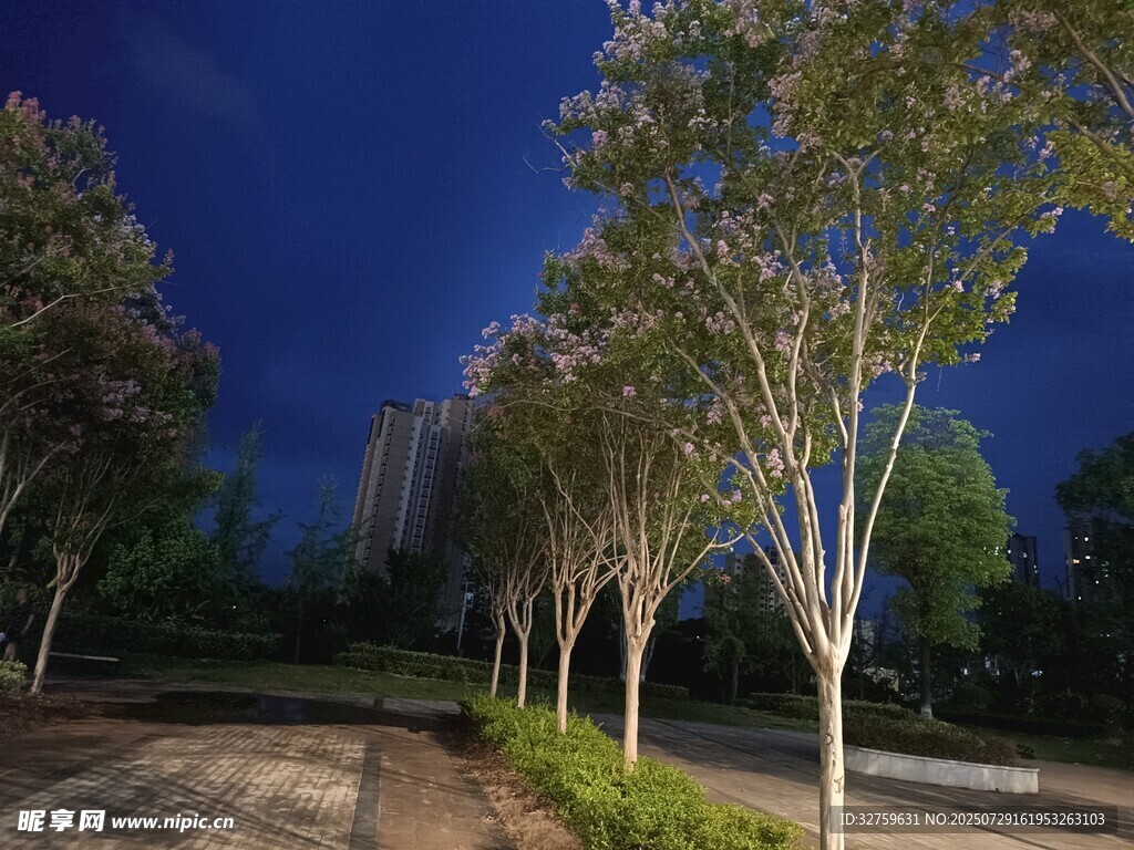 夜幕下的林荫道景色