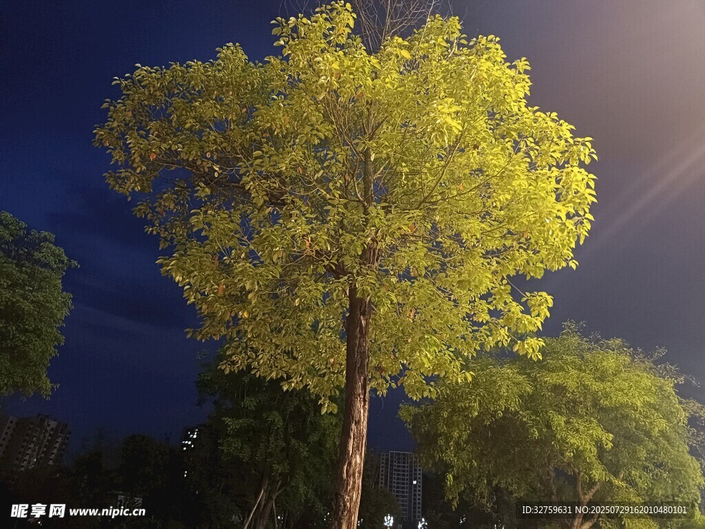 夜幕下的璀璨孤树