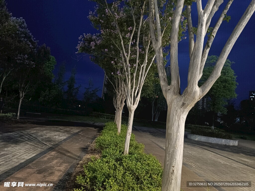 夜晚路旁树木与绿植景观