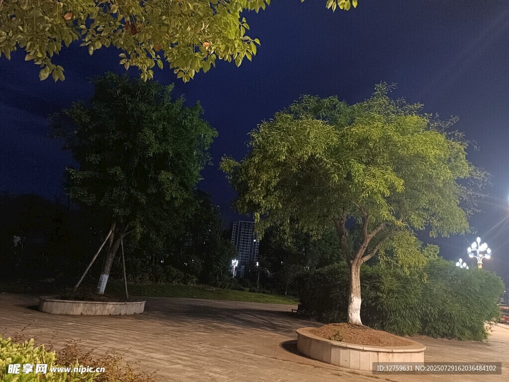 夜晚公园中的树木景观
