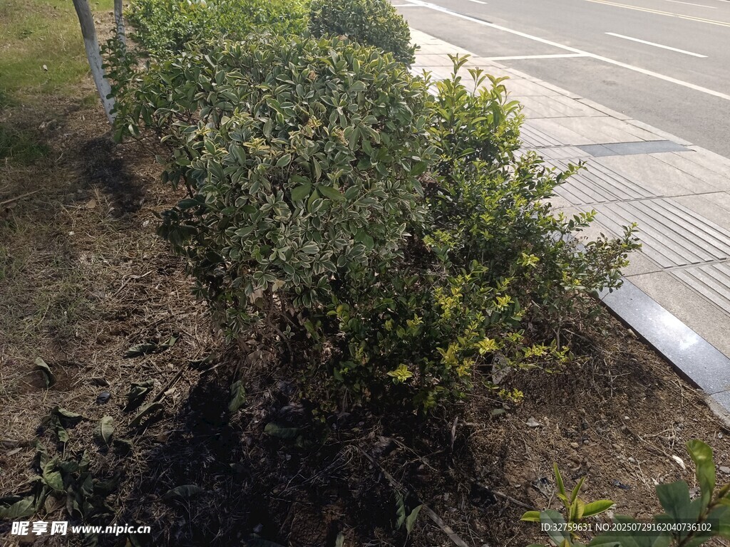 路边绿植景观