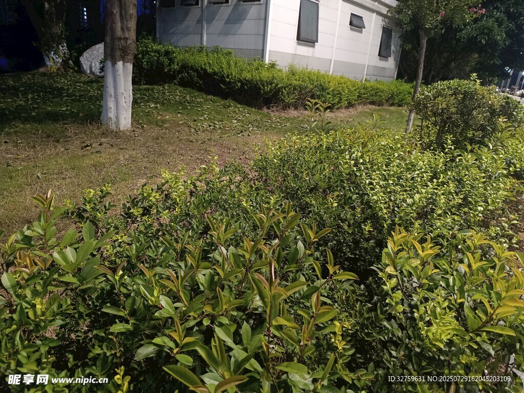 庭院绿植景观